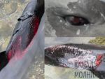 В Черном море погибло несколько тысяч дельфинов