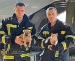 Во время разбора завалов после российского ракетного удара по жилому дому в Одесской области удалось спасти маленькую собаку. Видео