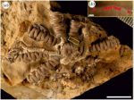 Палеонтологи назвали новый вид древних морских существ в честь Зеленского