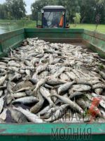 В Борисполе экологическая катастрофа: на Олесницком озере массово погибла рыба, сообщают местные паблики