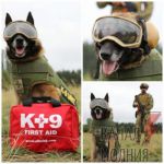 Пограничники-кинологи получили защитную амуницию для служебных собак, - сообщает Государственная пограничная служба Украины