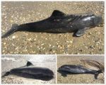 На побережье Черного моря появляются мертвые дельфины